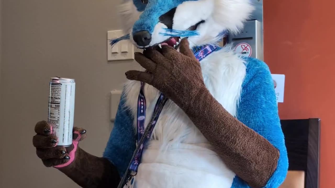 Blue fox eats threw soda can