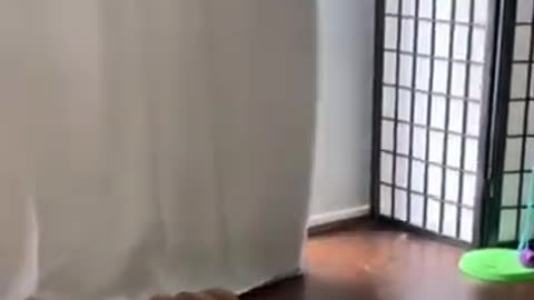 Funny Cats And Dogs Videos - Best Funniest Animal Videos