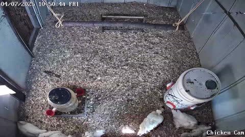 Millar Time Chicken Cam