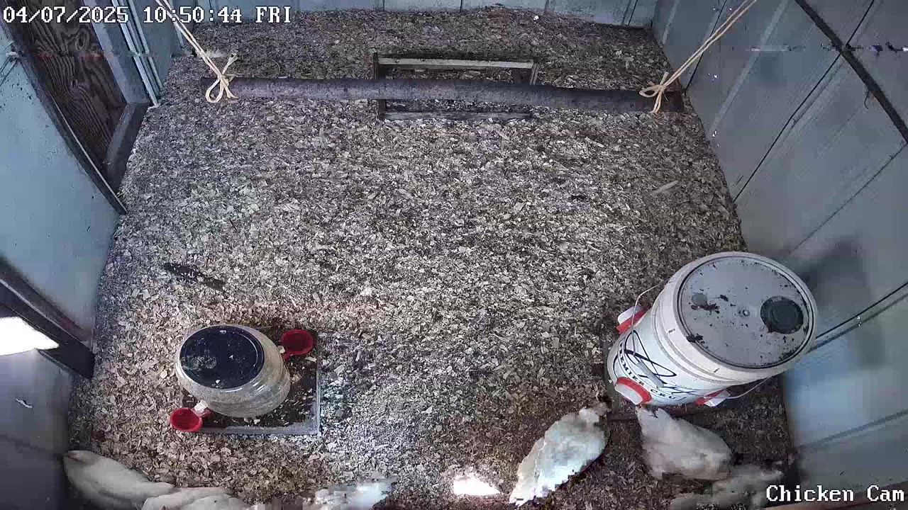 Millar Time Chicken Cam