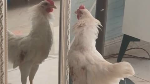 Cock Fighting With Self in Mirror Funny Video - FunkyPets4u