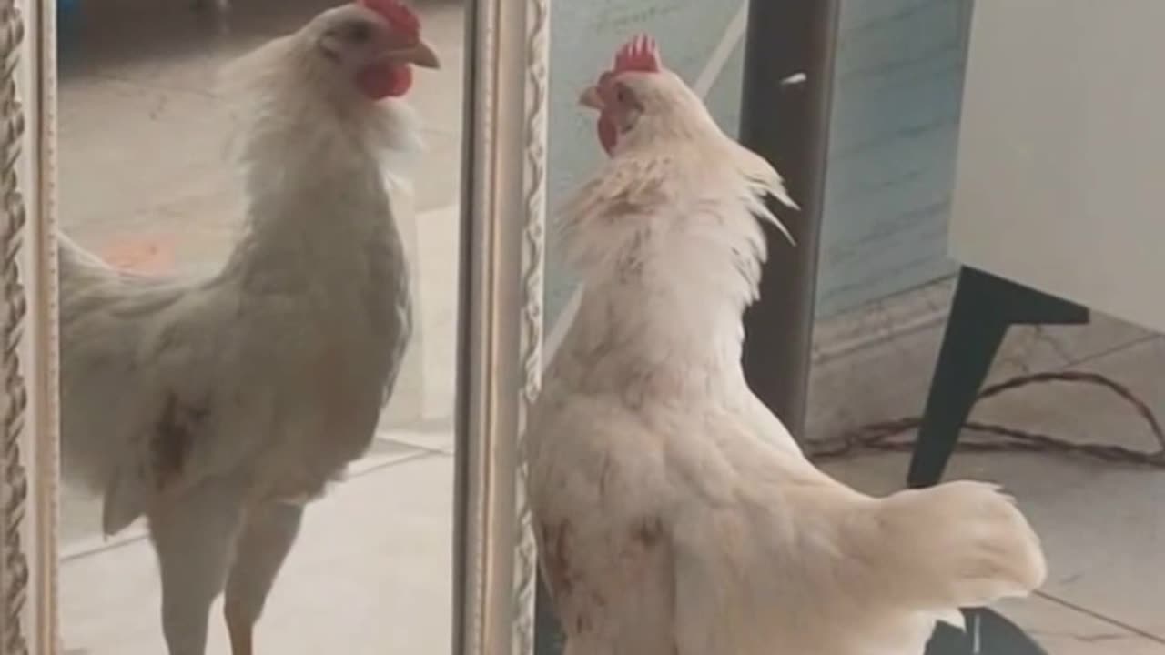 Cock Fighting With Self in Mirror Funny Video - FunkyPets4u