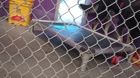 Mr Wiggles 1y Pet Id 948287 kennel 17 HSSAZ shelter excited, he loves 2 bark at me20250725790