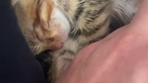 Abandoned Kitten's Happy Ending