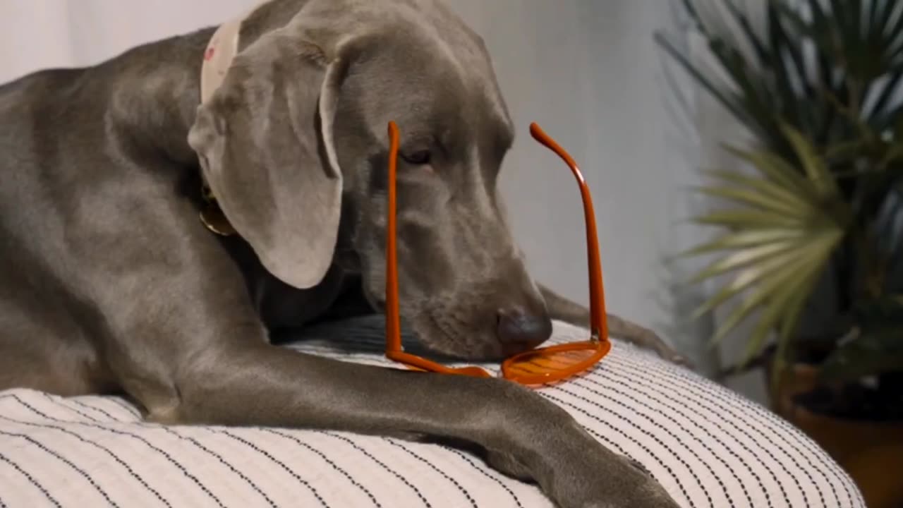 Pawfect LOLs | Best of the Week #1