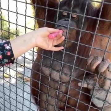 Endangered Orangutan Vapes: The Controversy That’s Sparking Outrage
