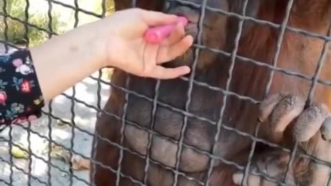 Endangered Orangutan Vapes: The Controversy That’s Sparking Outrage