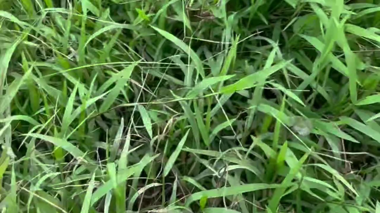River Farm🇻🇳