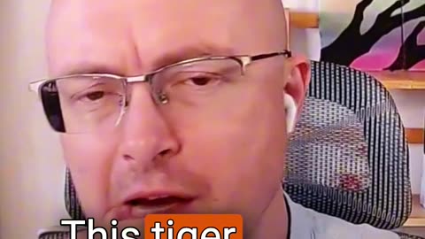 People Are Showing TikToks to Tigers Now (What?) 🐯