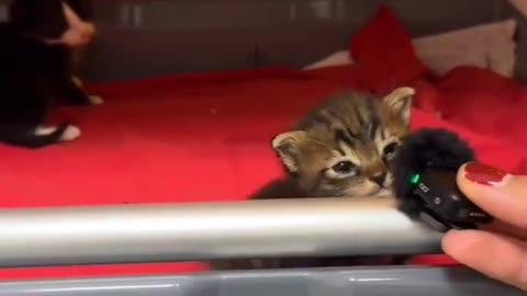 😂💬 The Smallest Kitten's Hilarious Interview | FunFM