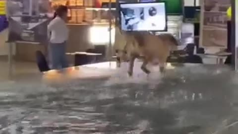 😂🎉 Dawg Having the Time of His Life | FunFM