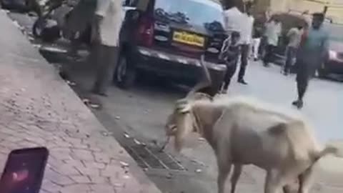 "Sadak Par Chal Raha Aadmi Achaanak Gaya Gadi Ki Chhapet Mein 🚨"