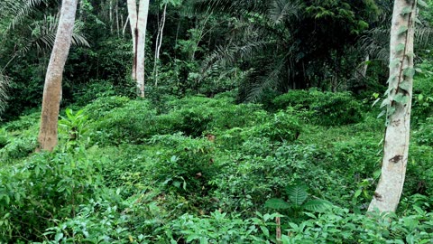 Could Ibogaine Be the Cure for Addiction?