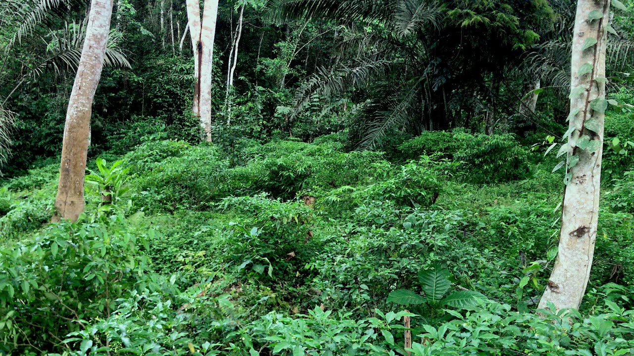 Could Ibogaine Be the Cure for Addiction?