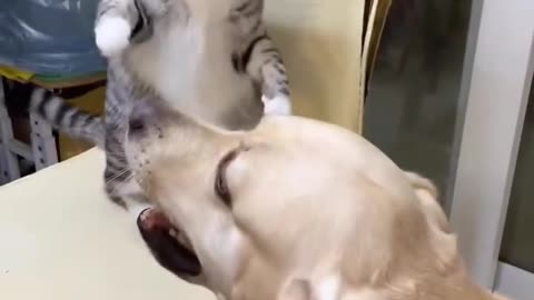 Cat Vs Dog