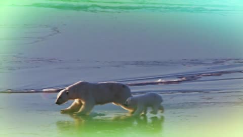 Los animalitos de Andy - T01E04 - Saltando