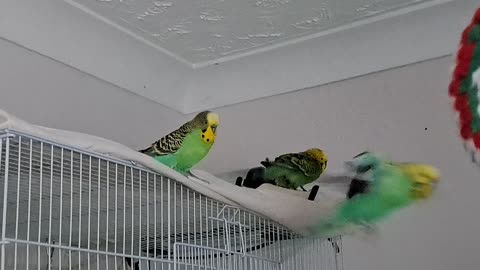 The Boys - Finarfin, Loric & Gurgeh