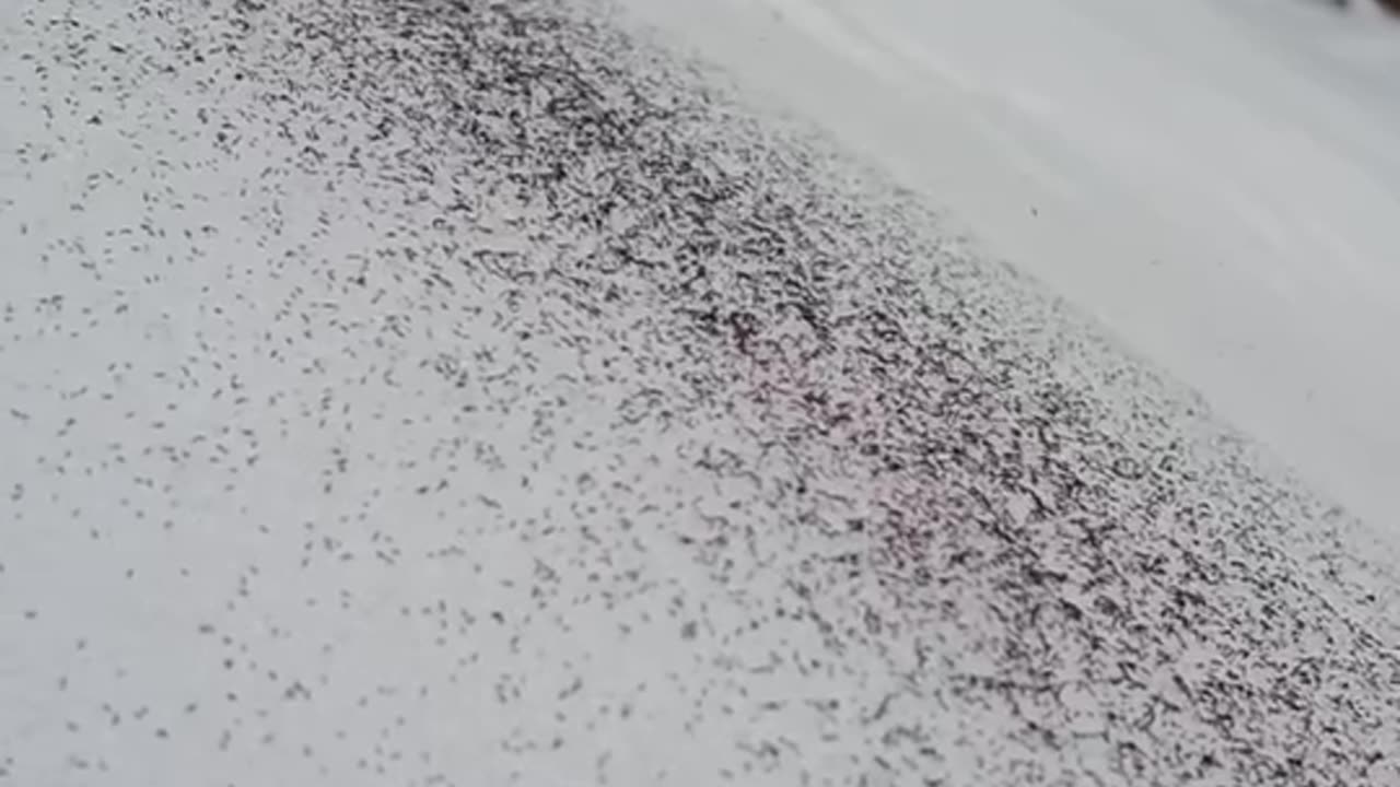 Snow Fleas