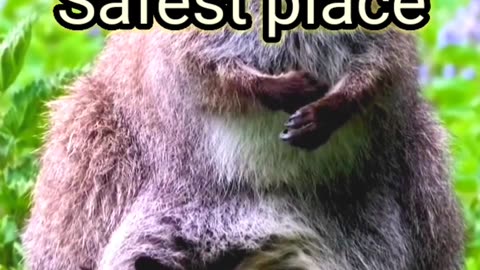 Funny animals