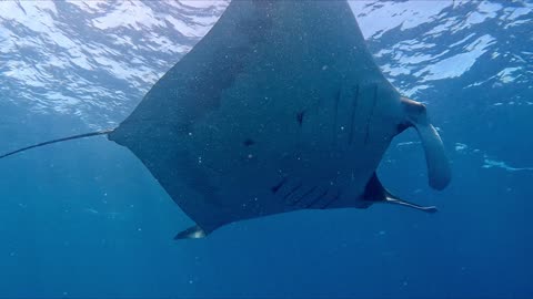 Gigantic manta rolls majestically in front of awed scuba diver