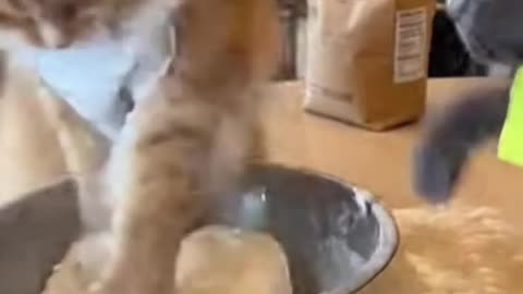 Angry Chef Cat vs Annoying Assistant! 😹 Kitchen Chaos #cartoon #petsdiarys