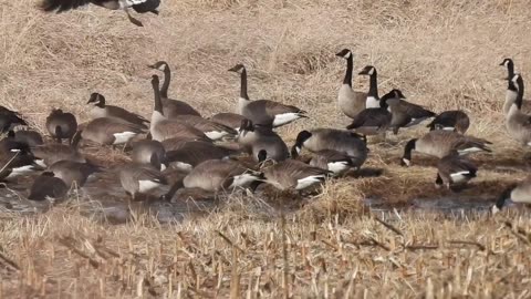 Canada Geese on a Winter's Day in Pennsylvania #canadageese