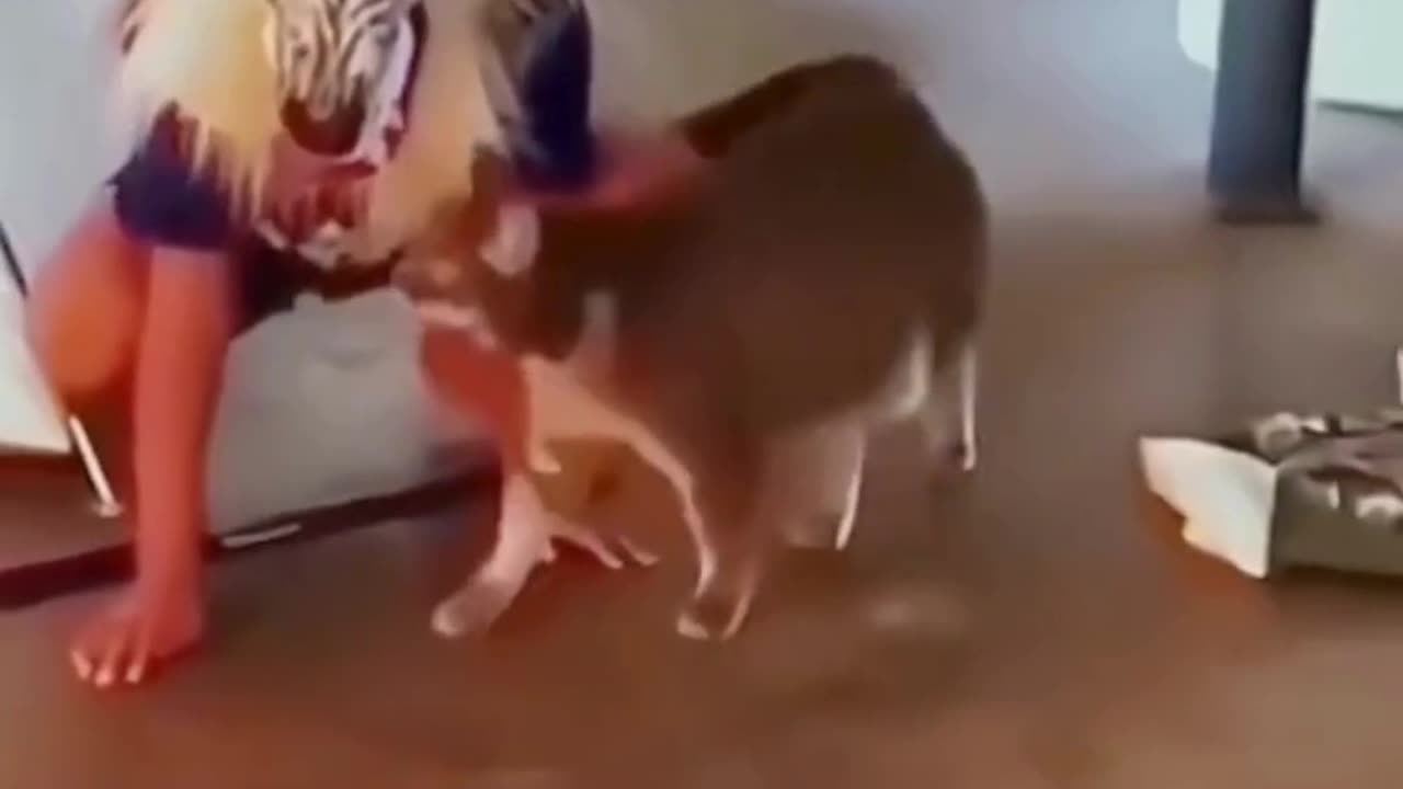 FUNNY ANIMAL COMPILATIONS - PART 12