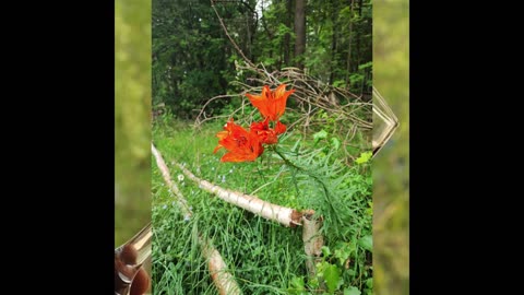 Swedish midsummer