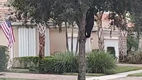 Neighborhood Bear in Southwest Florida