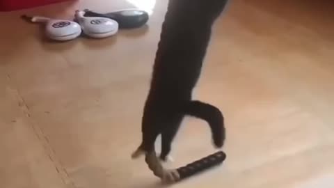 Bond…..Cat Bond