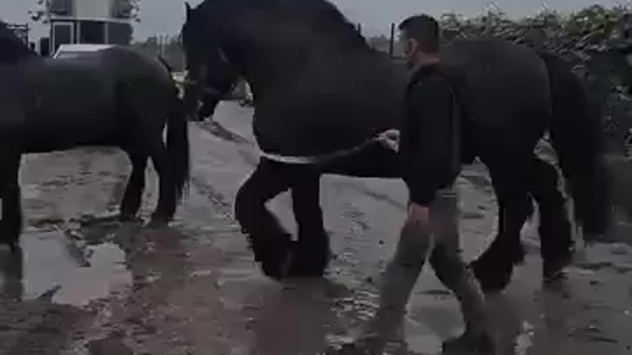 This is a Mythical Beast