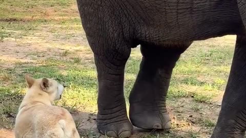 Baby Elephant Dancing Cutely 🐘💃 | Funny Animal Moments