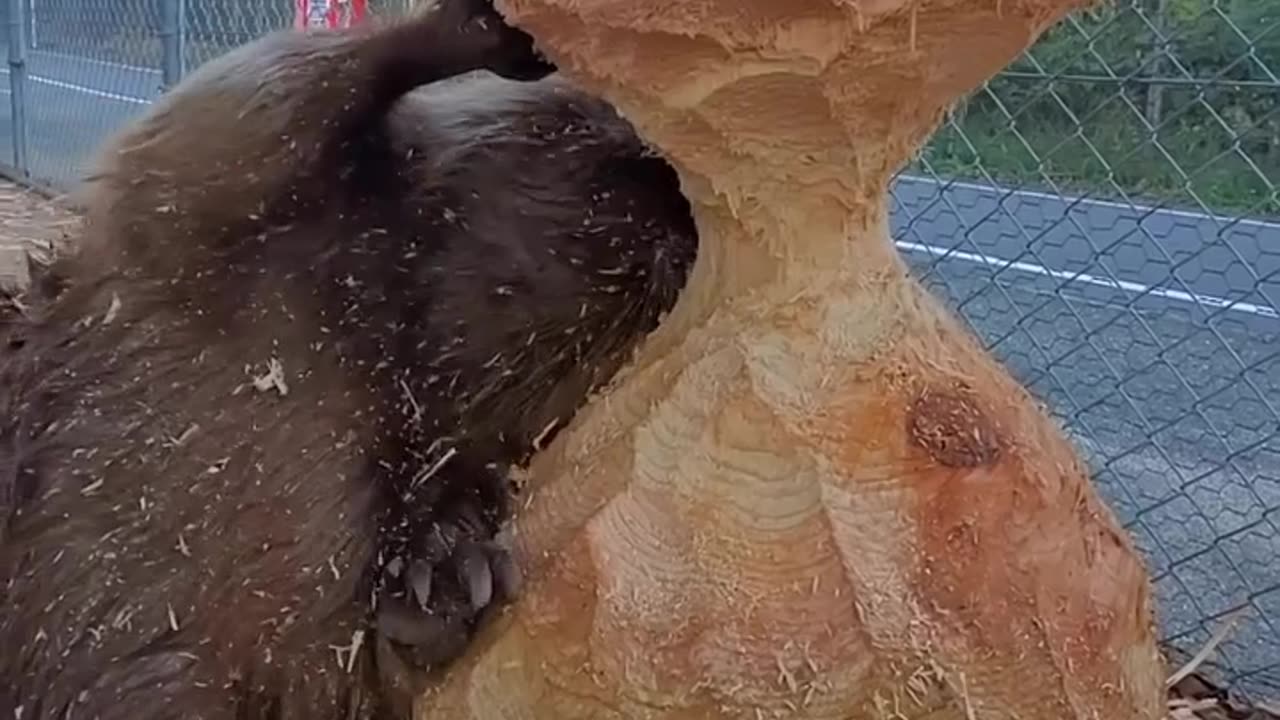 Wow such an animal anyone know the name of this