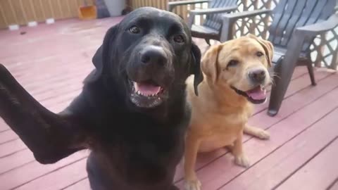 Funny Dogs