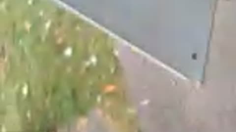 VID 596