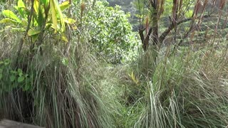 Princeville, HI — Okolehao Trail