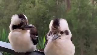 A couple of Kookaburras relaxing