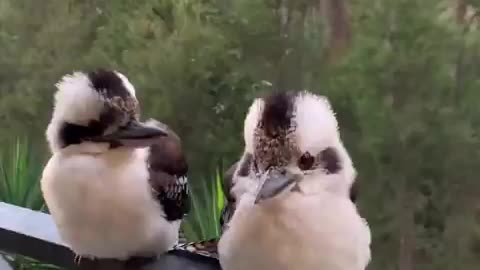 A couple of Kookaburras relaxing