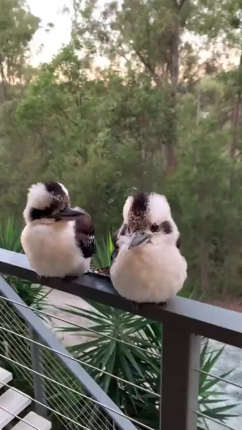 A couple of Kookaburras relaxing