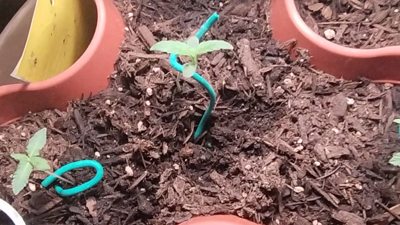 Grow it up