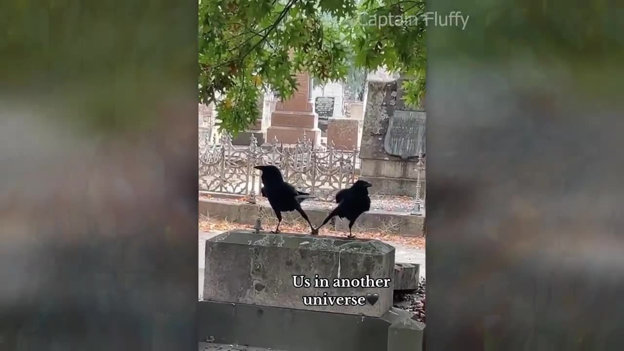 Cute_and_funny_ANIMALS🐯Videos🔶_Сompilation__#_3