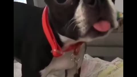 Funny animals