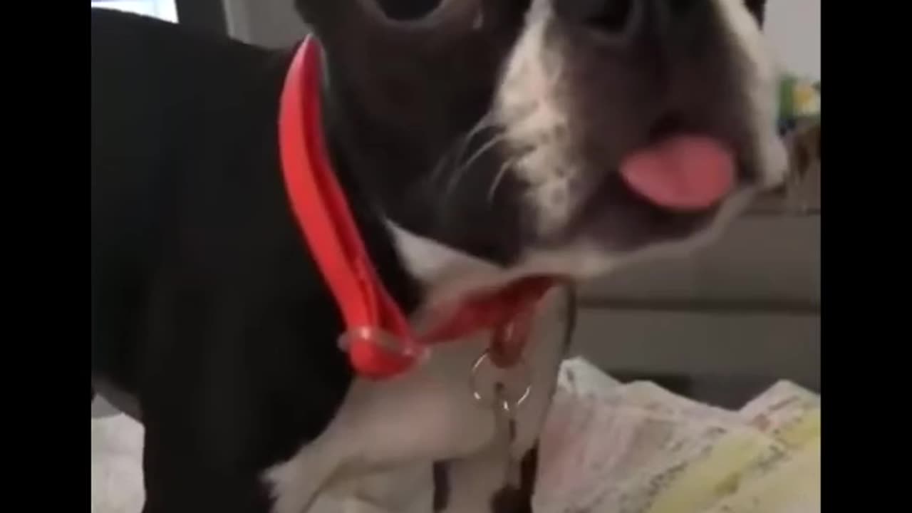 Funny animals
