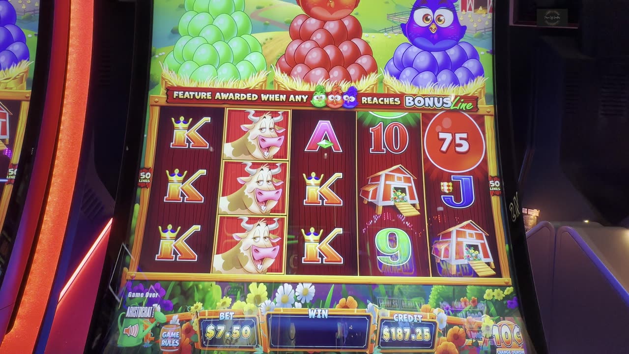 Crazy Chickens slot WIN 😆🐣🐔