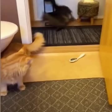 Funny Cats And Dogs Videos 😂 - Best Funniest Animal Videos 😅