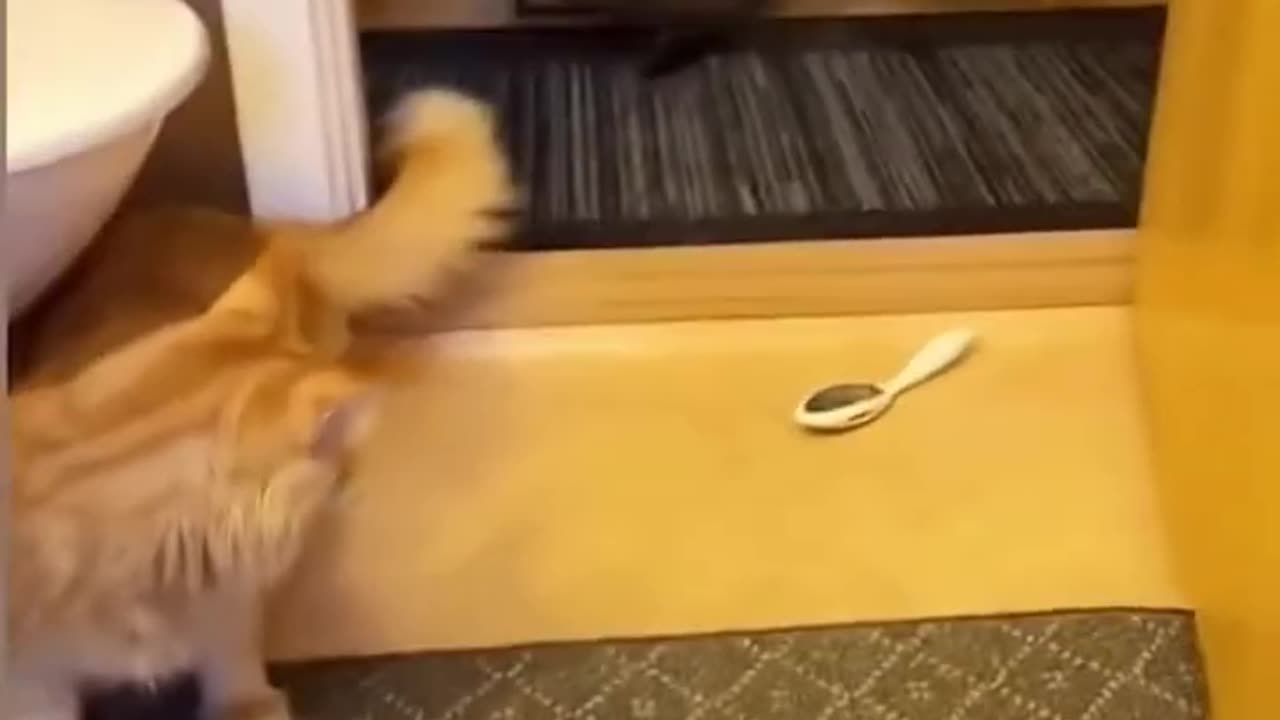 Funny Cats And Dogs Videos 😂 - Best Funniest Animal Videos 😅