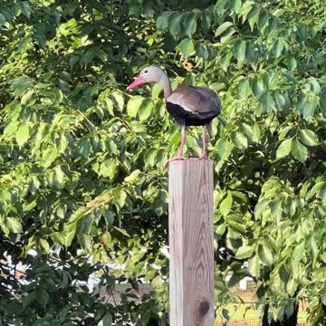 Whistling Ducks planning their theft of the chicken feed