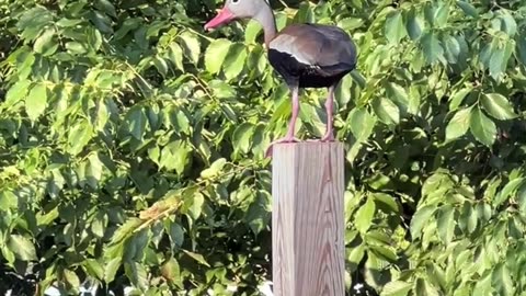 Whistling Ducks planning their theft of the chicken feed