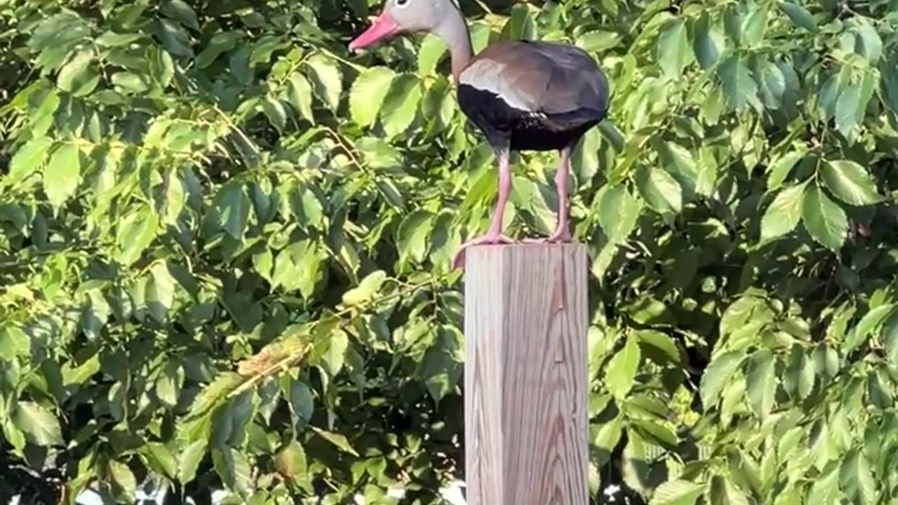 Whistling Ducks planning their theft of the chicken feed
