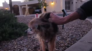 Villanova Paco doggie walk near sunset_20251202_172618578